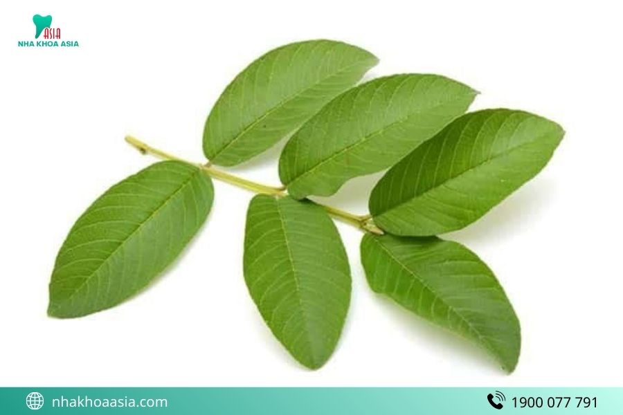 Chữa viêm tủy răng bằng lá ổi non