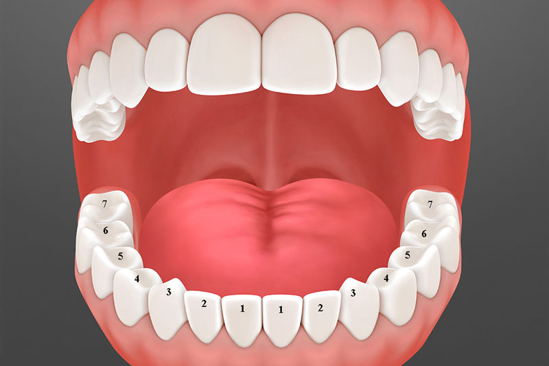 Tổng hợp 92 hình về mô hình răng người  daotaonec