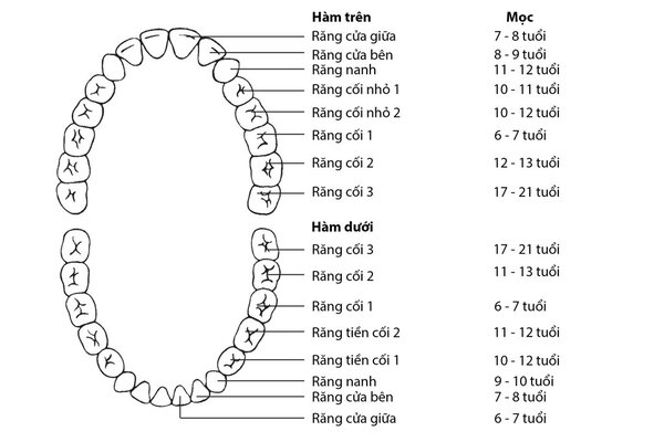 Răng vĩnh viễn được chia thành 4 nhóm chính