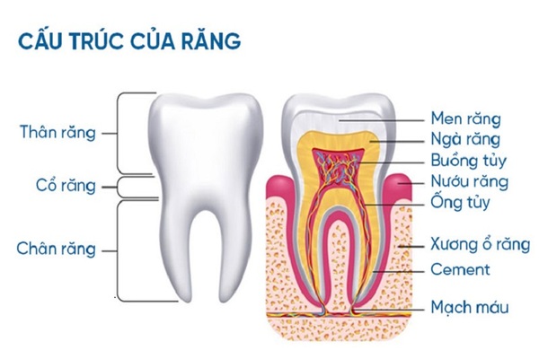 Cấu tạo của chân răng như thế nào?